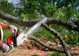 How Our Tree Care Process Works  in Lehigh Acres, FL